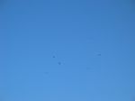 14139 Vultures circling.jpg